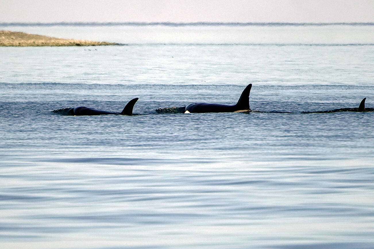 Three members of an orca family swim off the east shore of the National Wildlife Reserve on Protection Island near Port Townsend on Monday. Southern Resident orcas have only 74 members and are listed as an endangered species. (Steve Mullensky/for Peninsula Daily News)
