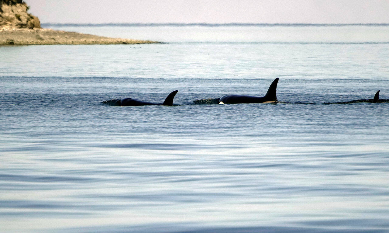 Three members of an orca family swim off the east shore of the National Wildlife Reserve on Protection Island near Port Townsend on Monday. Southern Resident orcas have only 74 members and are listed as an endangered species. (Steve Mullensky/for Peninsula Daily News)