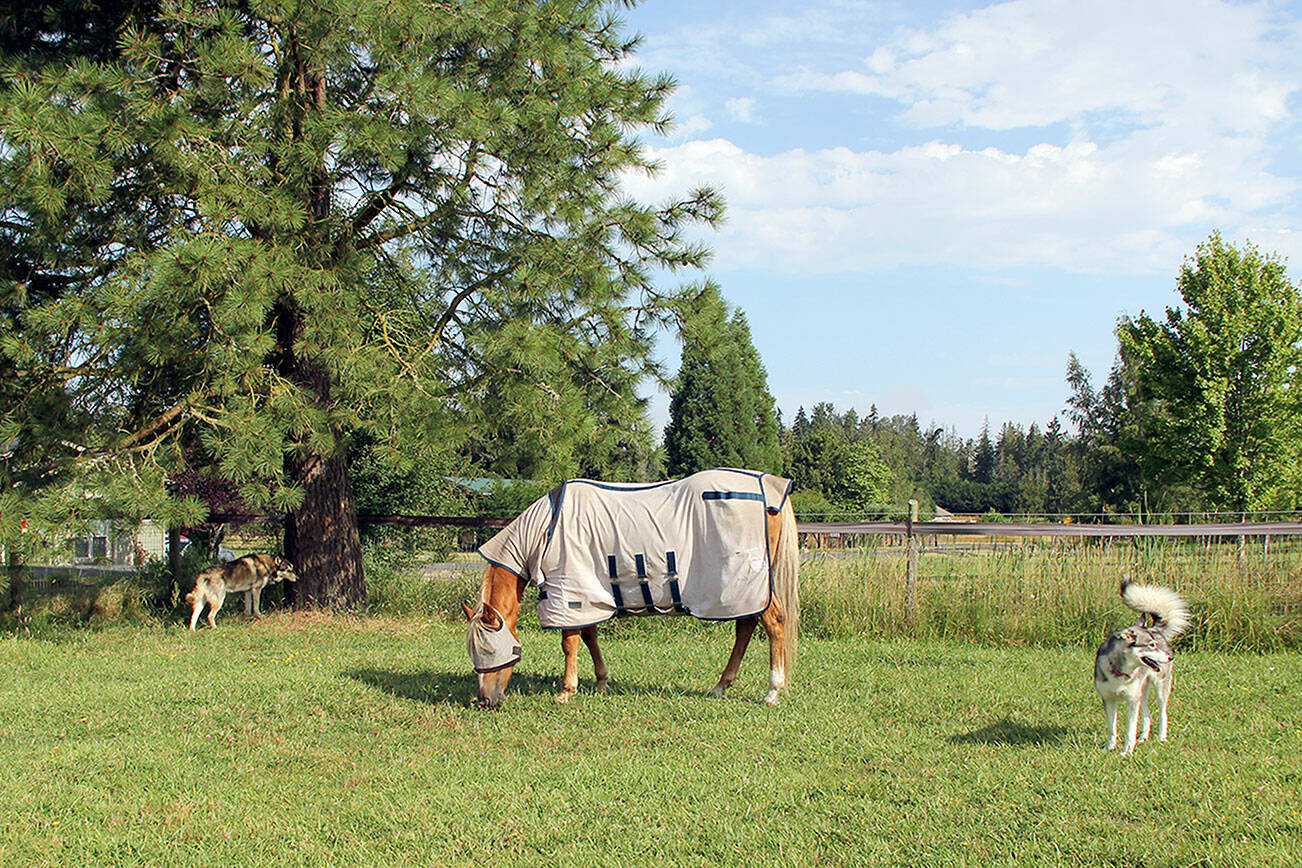 Karen Griffiths/For Peninsula Daily News
A fine mesh fly sheet from OPEN’S used tack shop that covers the body, belly and neck, plus a fly mask, has proved the best combatant for my horse Lacey’s allergic reaction to the saliva from flying insect bites. The sheet and mask are sprayed with horse insect repellent before putting them on her. Her companion Sunny has no allergic reaction, so she just wears a fly mask to keep the flies out of her eyes.