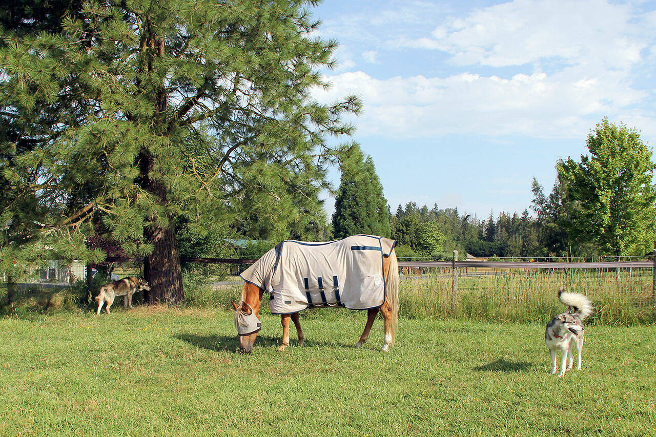 A fine mesh fly sheet from OPEN’S used tack shop that covers the body, belly and neck, plus a fly mask, has proved the best combatant for my horse Lacey’s allergic reaction to the saliva from flying insect bites. The sheet and mask are sprayed with horse insect repellent before putting them on her. Her companion Sunny has no allergic reaction, so she just wears a fly mask to keep the flies out of her eyes. (Karen Griffiths/For Peninsula Daily News)