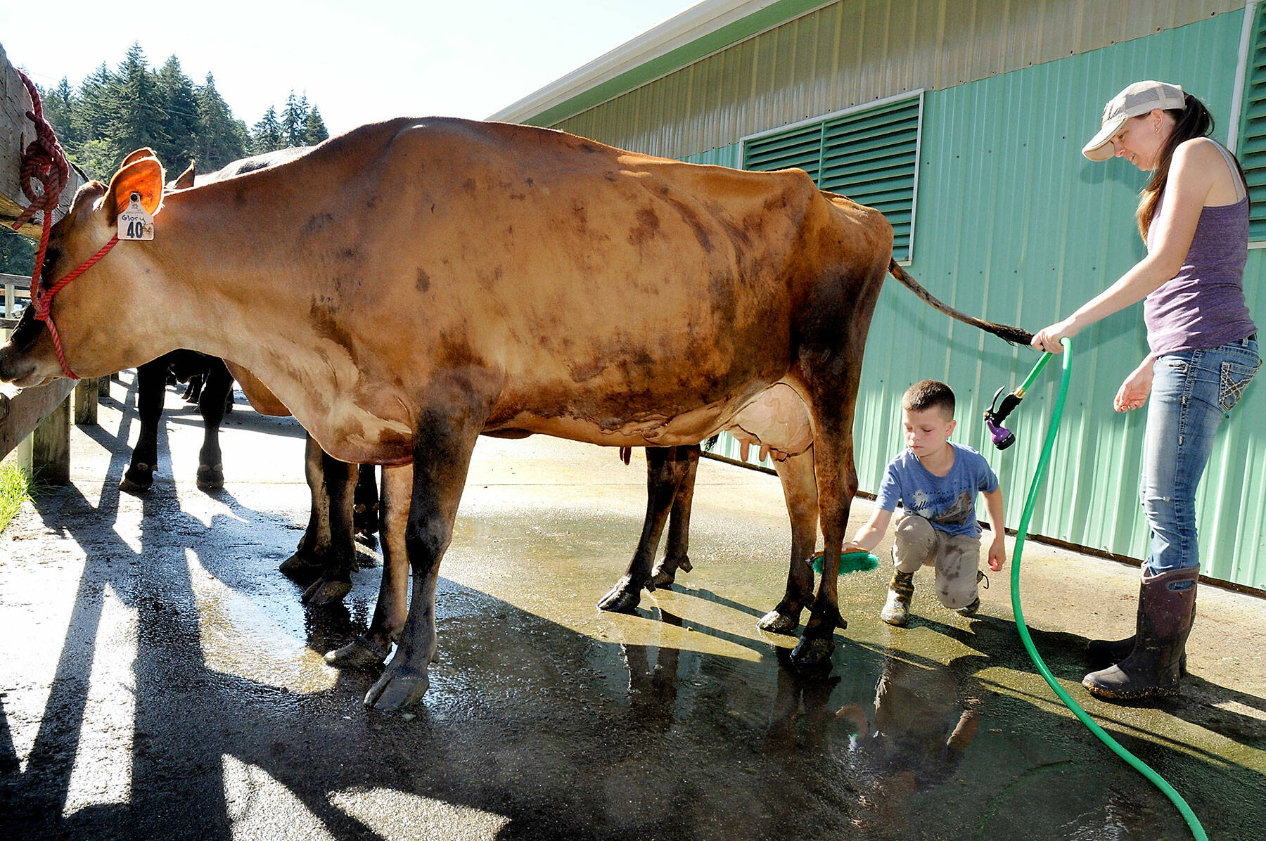 Tyler McCarthey, 10, of Sequim, a member of the East Clallam County Livestock 4H Club, scrubs the hind legs of Glory, a Jersey cow, as his mother, Sarah McCarthey, owner of Dungeness Valley Creamery, holds a tail during preparation for the Clallam County Fair on Wednesday in Port Angeles. The four-day exhibition opens today at the county fairgrounds. (Keith Thorpe/Peninsula Daily News)