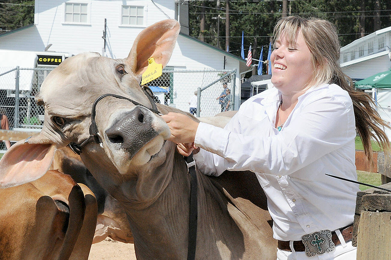 Keith Thorpe/Peninsula Daily News
Bailey Anderson, 19, of Port Angeles, a member of the East Clallam Livestock 4H Club, struggles to keep her brown Swiss cow, Darla, under control after judging in cattle ring on Friday at the Clallam County Fair in Port Angeles. Anderson said the bovine was laden with milk and was anxious to get back to her calves, still in the barn.