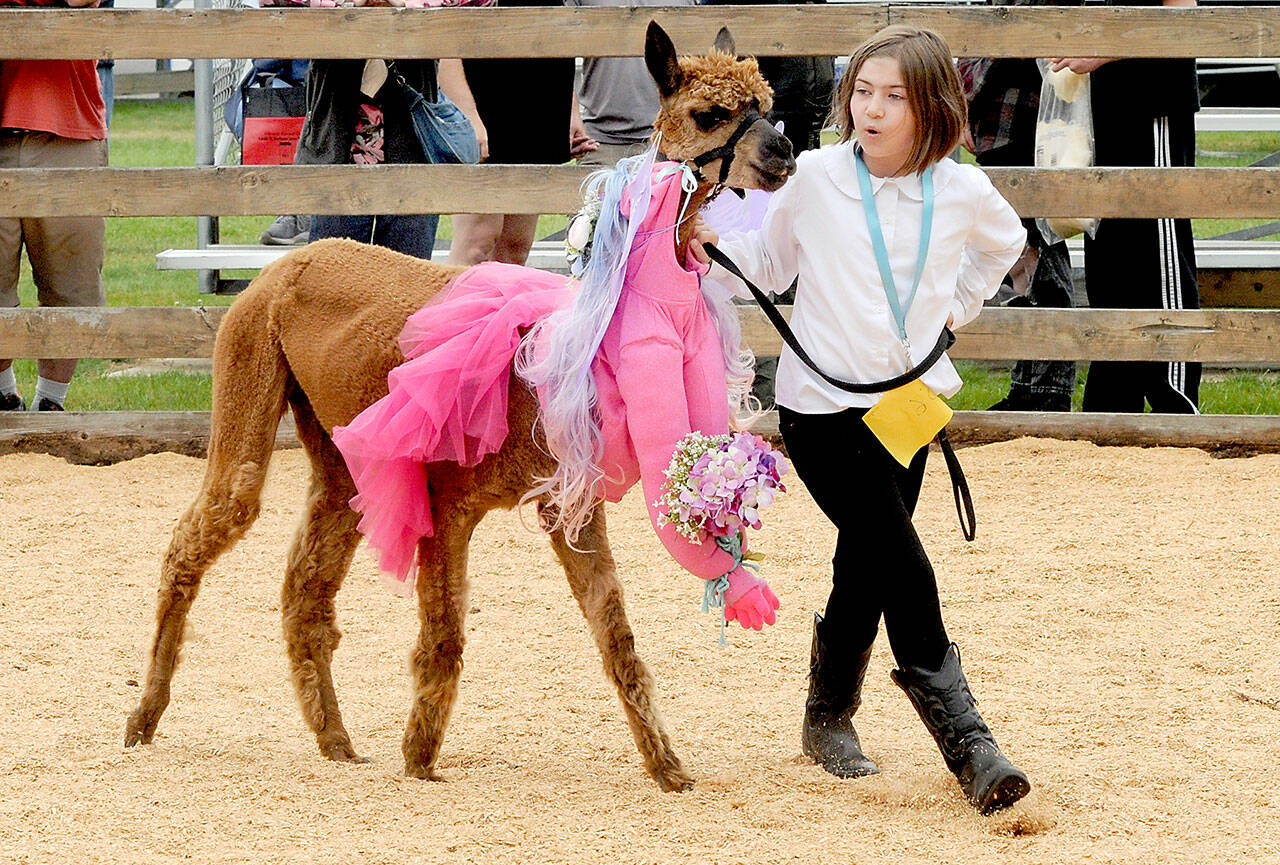 Sophia Murphy, 8, of Port Angeles walks around the show ring with her alpaca, Julie, during Saturday’s alpaca costume parade at the Clallam County Fair. (Keith Thorpe/Peninsula Daily News)