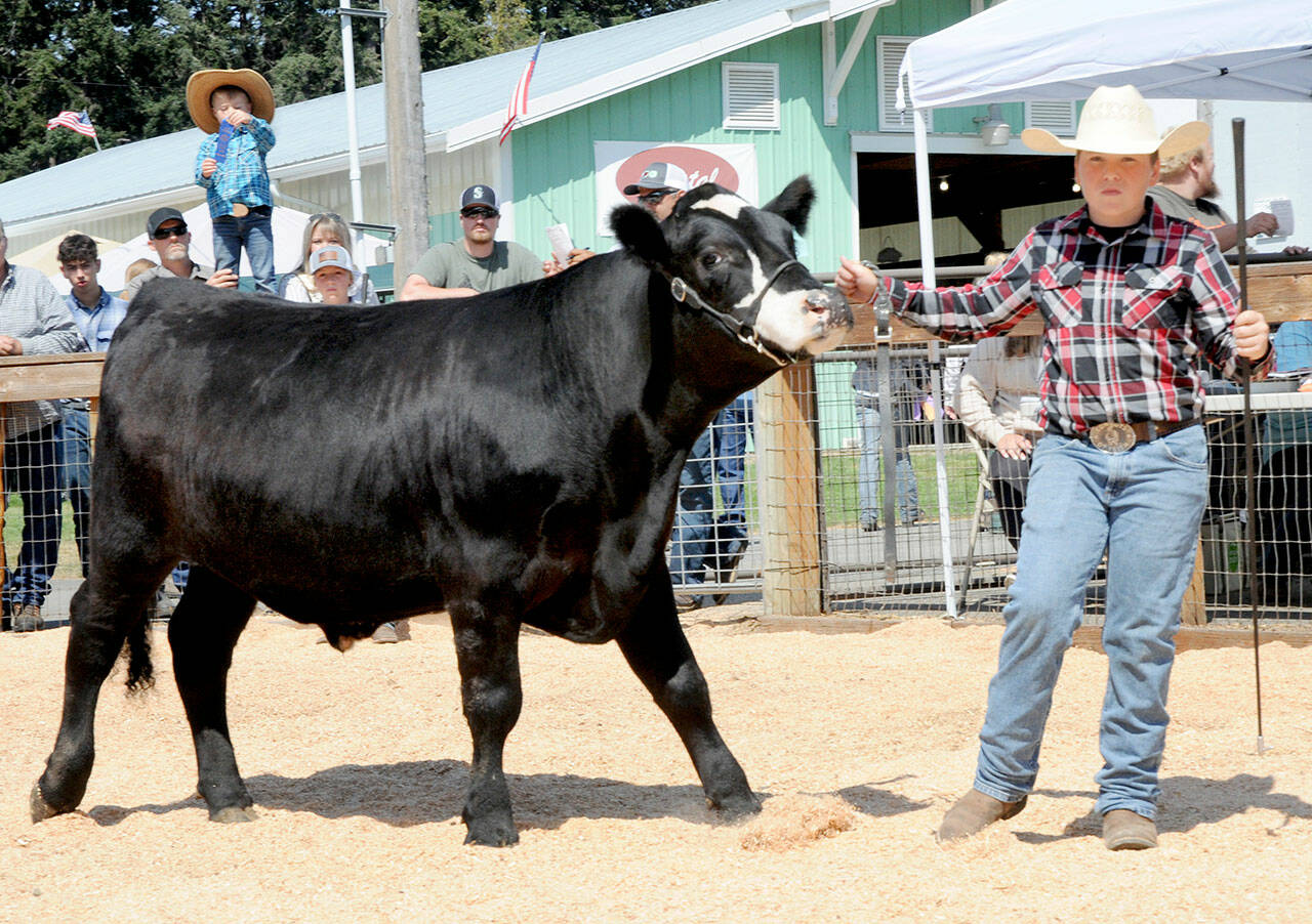 Cole Anderson, 14, of Port Angeles, a member of the East Clallam Livestock 4H Club, shows off his Angus-cross steer, Oreo, in the Clallam County Fair auction ring on Saturday. The 1,200-pound steer fetched $10.50 per pound at the sale. (Keith Thorpe/Peninsula Daily News)