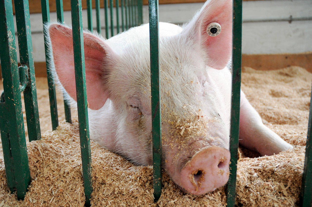 A pig named Buttercup snoozes in its pen in the swine barn at the Clallam County Fair on Saturday. (Keith Thorpe/Peninsula Daily News)