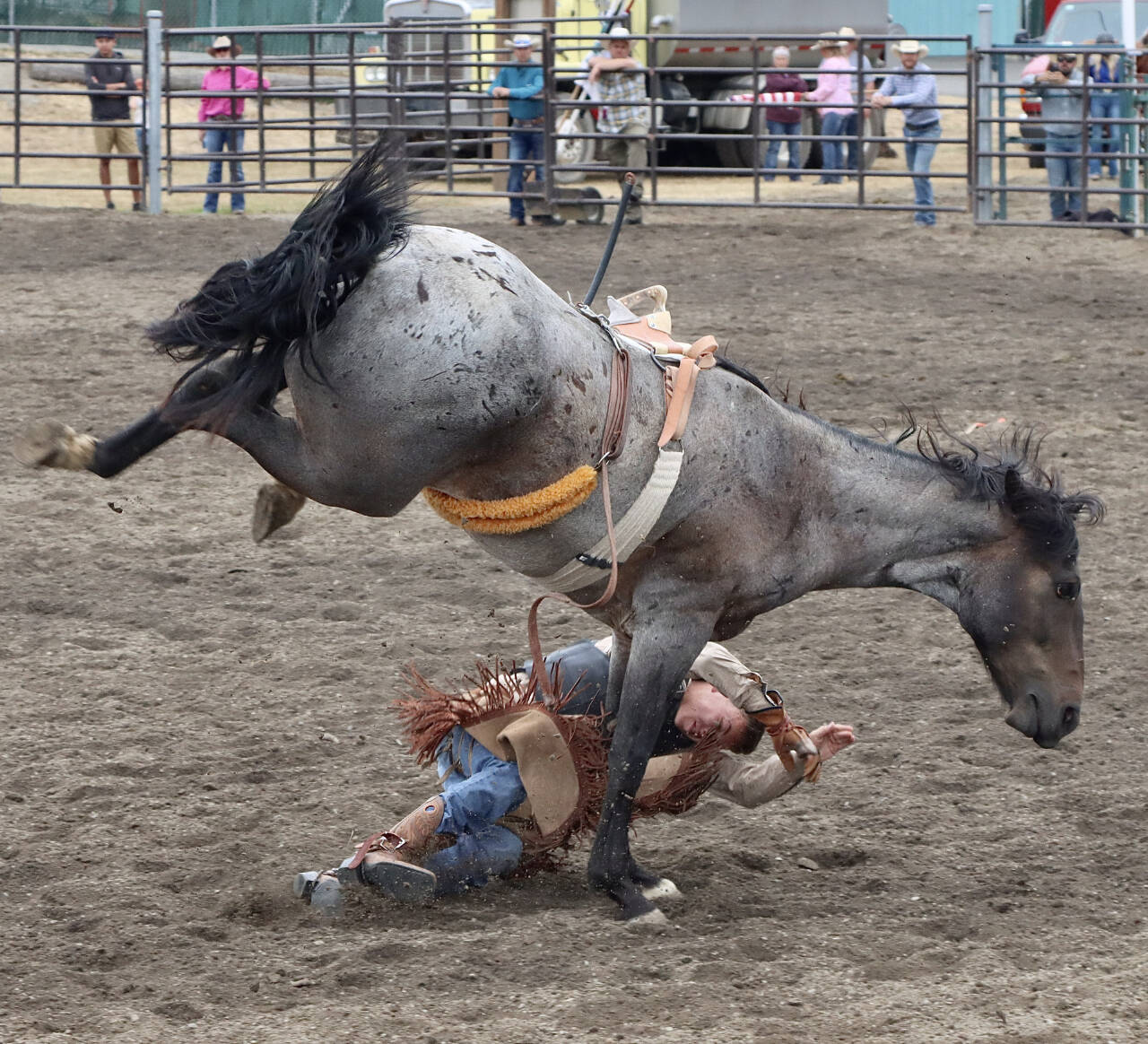Carson Holt, age 20, of Sequim, falls off his horse in the bareback riding competition at the Clallam County Fair rodeo Sunday. He only lasted five seconds, short of the required eight seconds to win $600. (Dave Logan/for Peninsula Daily News)