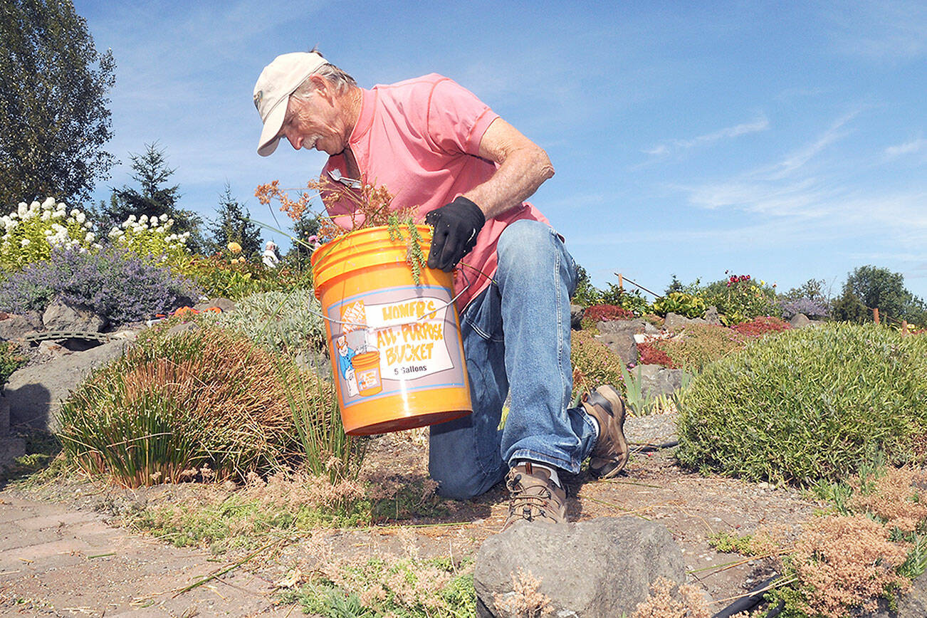 Randy Smith of Sequim, a volunteer with the Sequim Botanical Garden Society, pulls weeds from the organization’s garden at the Water Reuse Demonstration Park at Carrie Blake Park in Sequim on Saturday. (Keith Thorpe/Peninsula Daily News)