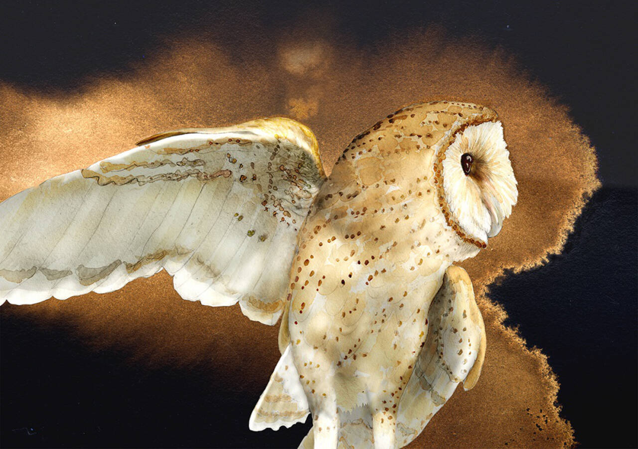 “Barn Owl” by Jeannine Chappell is among those featured at the Blue Whole Gallery in September.