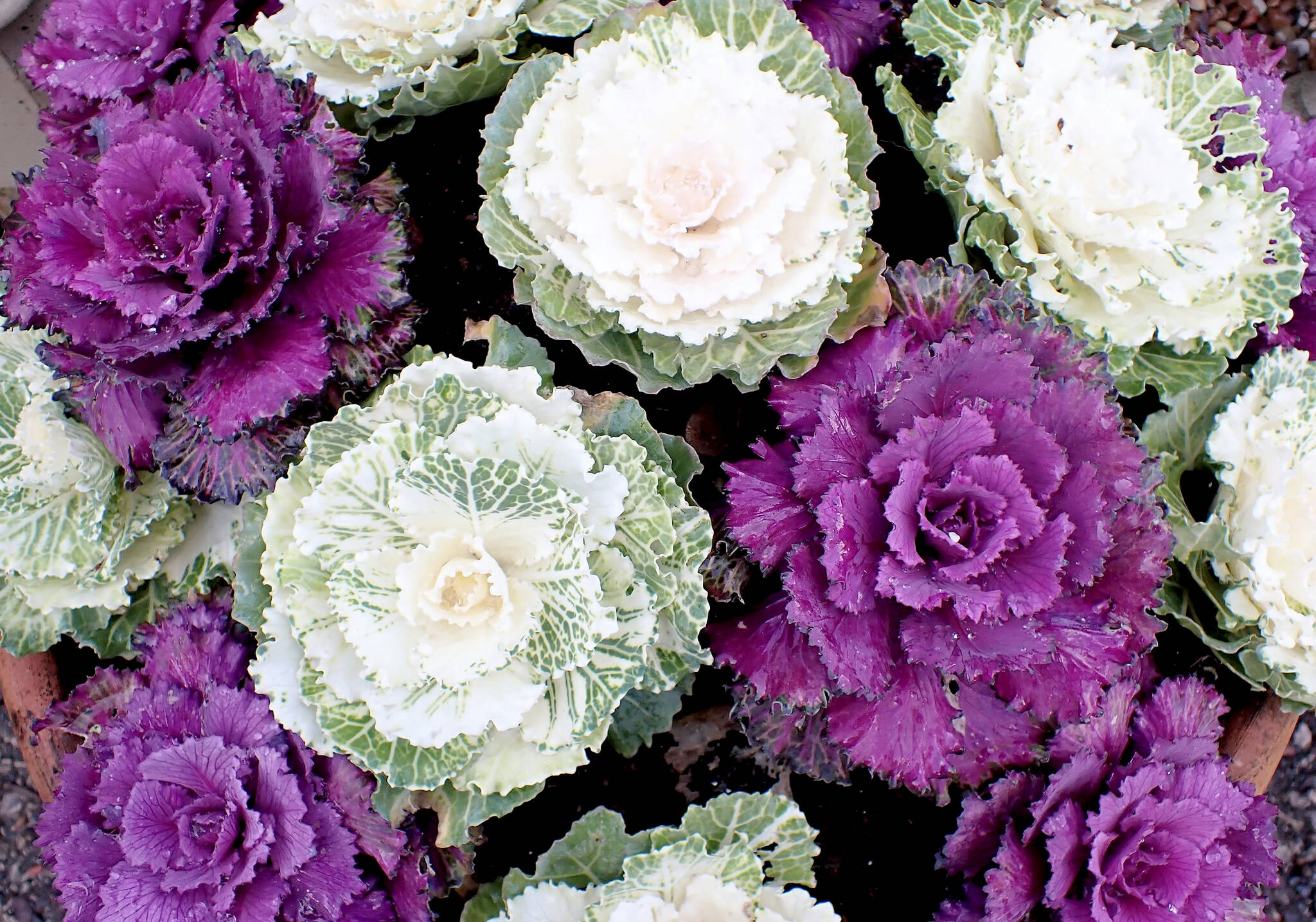 Nancy Hughes via Unsplash
Ornamental Cabbage (Brassica Oleracea) can give your garden color and interest though the winter.