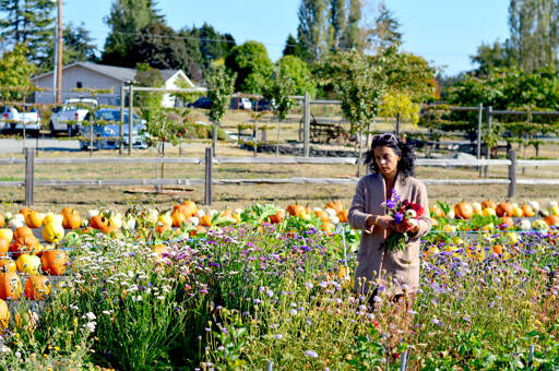 As flower-cutting season gives way to pumpkin selection, Kaya Mindlin of Port Townsend picks dahlias and statice at Wilderbee Farm just outside the city. Fall temperatures are expected to remain in the mid to upper 60s this week with an increasing chance of a few showers by the weekend. (Diane Urbani de la Paz/For Peninsula Daily News)