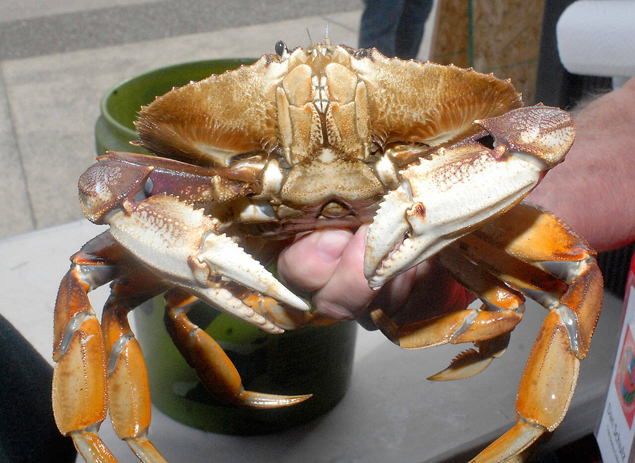 The 21st Dungeness Crab and Seafood Festival opens Friday. (Keith Thorpe/Peninsula Daily News)