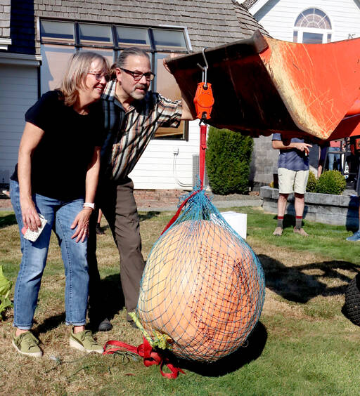 Dawna Krause and her husband Loren find that Dawna’s winning giant pumpkin measured 169 pounds on a spring scale from a small tractor scoop. Dawna was a first-time winner in the giant pumpkin contest conducted each year at the Evergreen Country Estates neighborhood on Goss Road south of Port Angeles. Hers was the only pumpkin over 100 pounds from the dozen or so entries. (Dave Logan/for Peninsula Daily News)