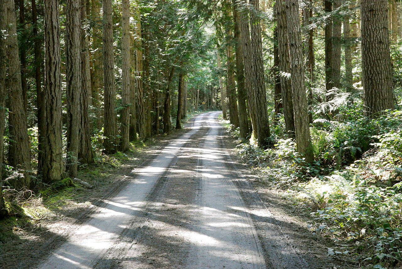 Keith Thorpe/Peninsula Daily News
A dirt road winds through tall trees on the Miller Peninsula state part property in this 2018 file photo.