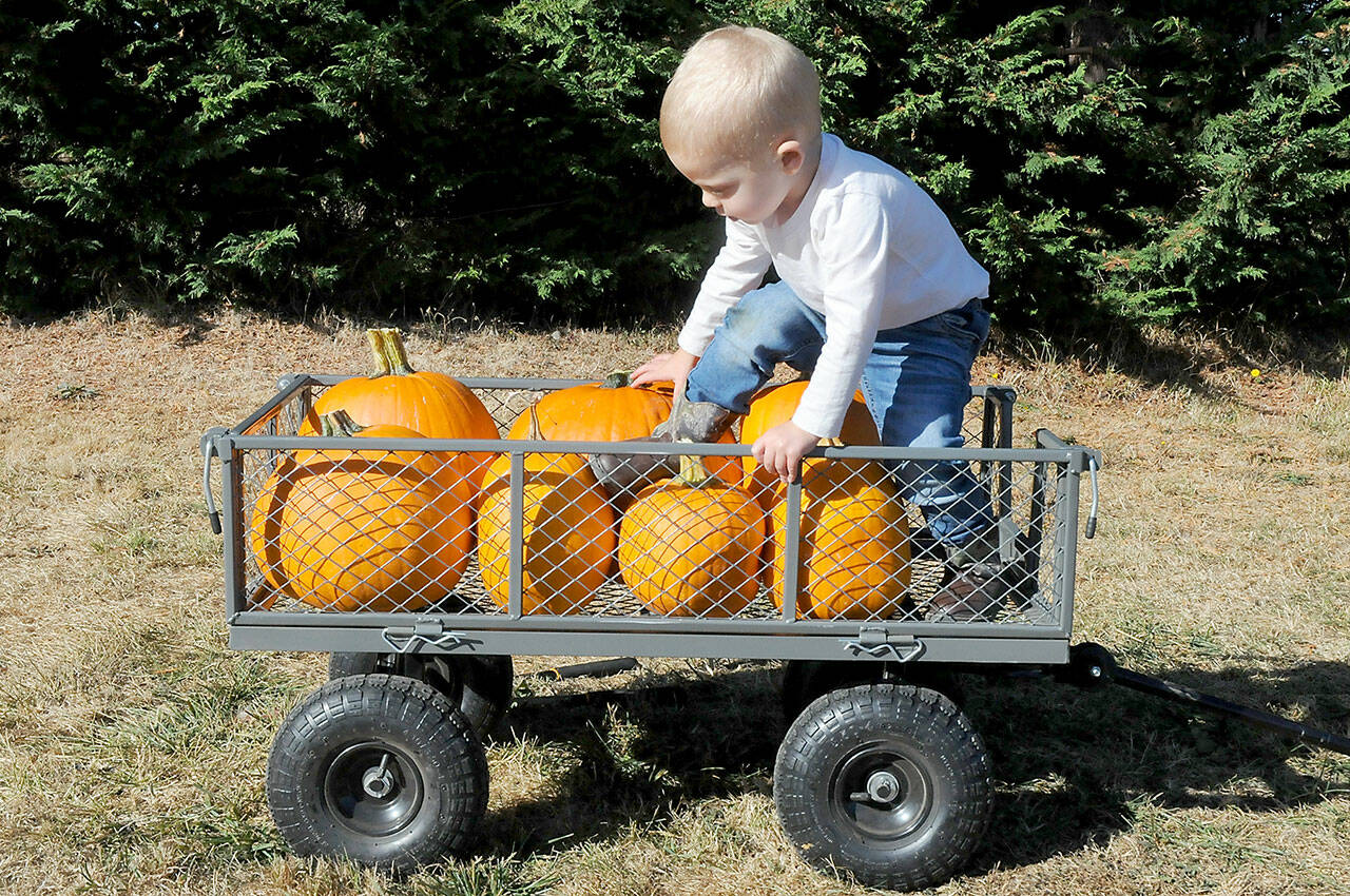 KEITH THORPE/PENINSULA DAILY NEWS
Two-year-old Knox Wahlsten of Port Angeles crawls into a cart filled with freshly-cut pumpkins on Wednesday at a pumpkin patch grown at Agnew Grocery in the Agnew area between Port Angeles and Sequim. The grocery and feed store at 2863 Old Olympic Highway features two fields of u-pick pumpkins as well as other seasonal activities for youngsters.