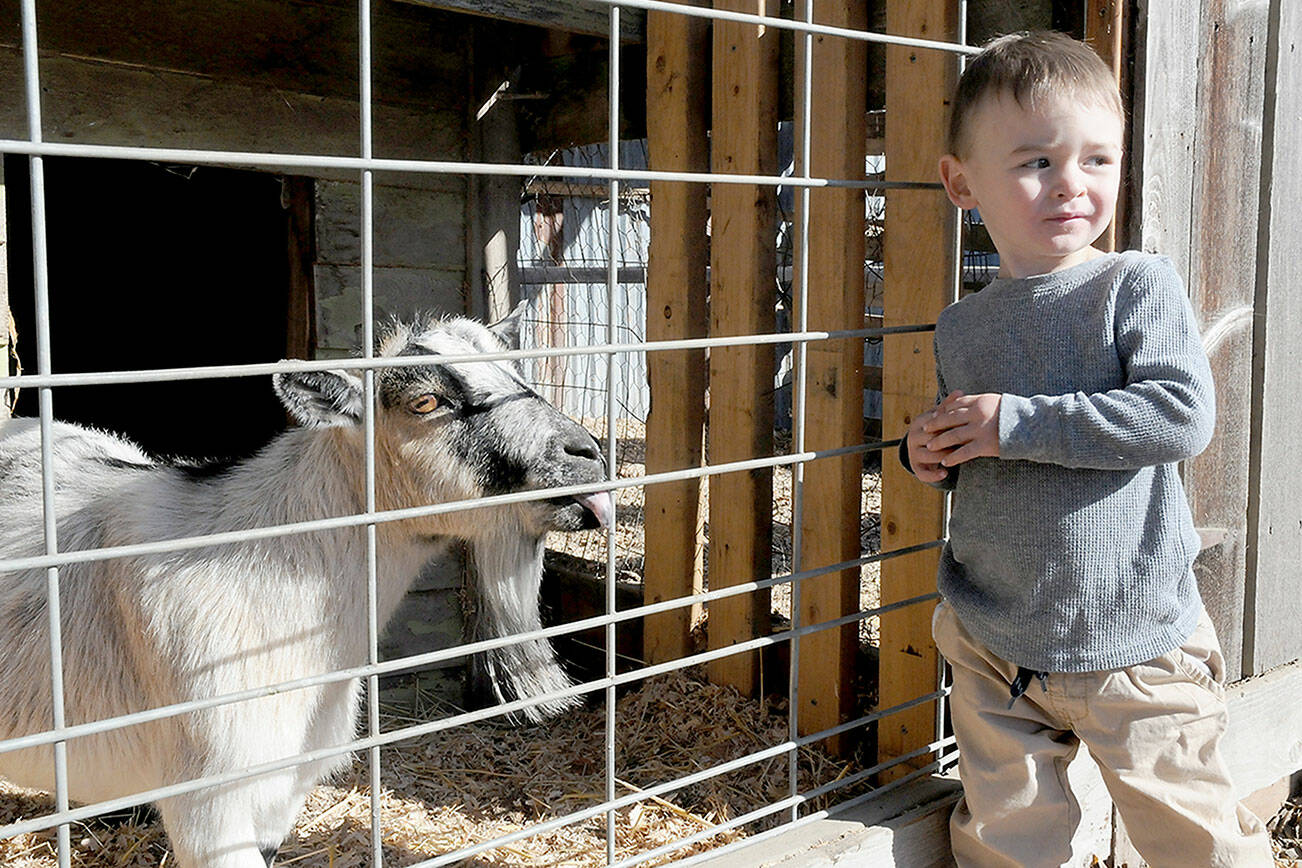 KEITH THORPE/PENINSULA DAILY NEWS
Adam Cowan 1 1/2, of Sequim show a hint of trepidation on Wednesday while getting to know a goat named Trixie that resides at Agnew Grocery east of Port Angeles. The goat is one of several farm animals kept on the property of the grocery and feed store.