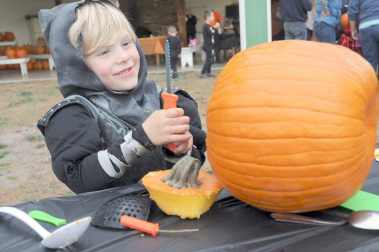 Bennet Web, 5, of Sequim picks out the perfect utensil for carving his jack-o-lantern during Saturday’s Halloween celebration at the Sequim Prairie Grange near Carlsborg. Trunk-or-Treat, hosted by grange members, featured candy and treats, food, pumpkin carving and other activities. For information about Halloween activities today, see Page A3. (Keith Thorpe/Peninsula Daily News)