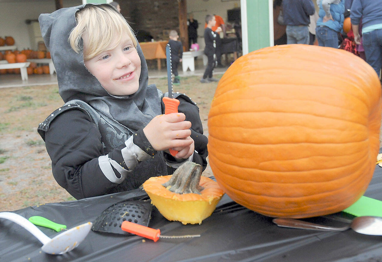 Bennet Web, 5, of Sequim picks out the perfect utensil for carving his jack-o-lantern during Saturday’s Halloween celebration at the Sequim Prairie Grange near Carlsborg. Trunk-or-Treat, hosted by grange members, featured candy and treats, food, pumpkin carving and other activities. For information about Halloween activities today, see Page A3. (Keith Thorpe/Peninsula Daily News)