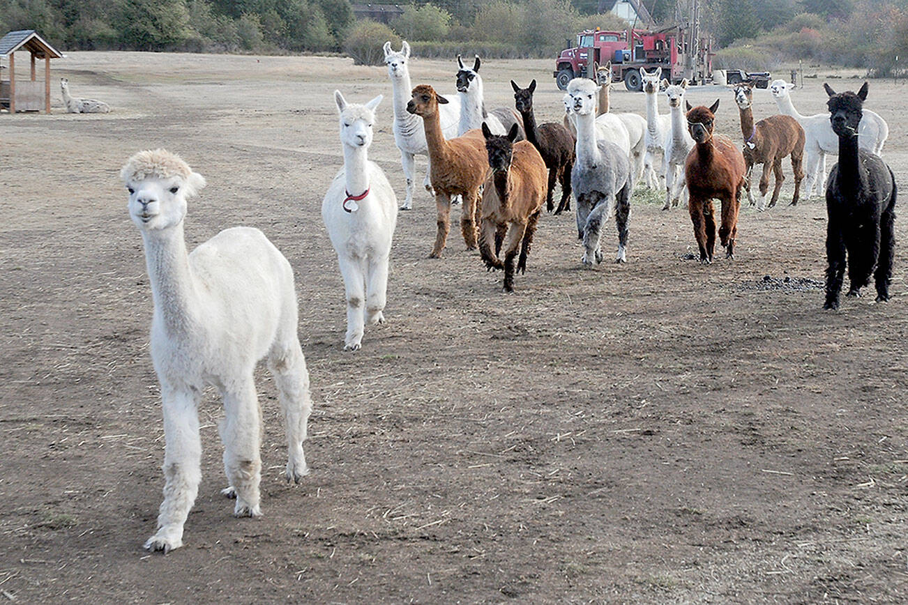 A herd of alpacas and llamas are attracted by the prospect of food as they march in from a field at Olympic Peninsula Llama/Alpaca Rescue in Port Angeles. (Keith Thorpe/Peninsula Daily News)