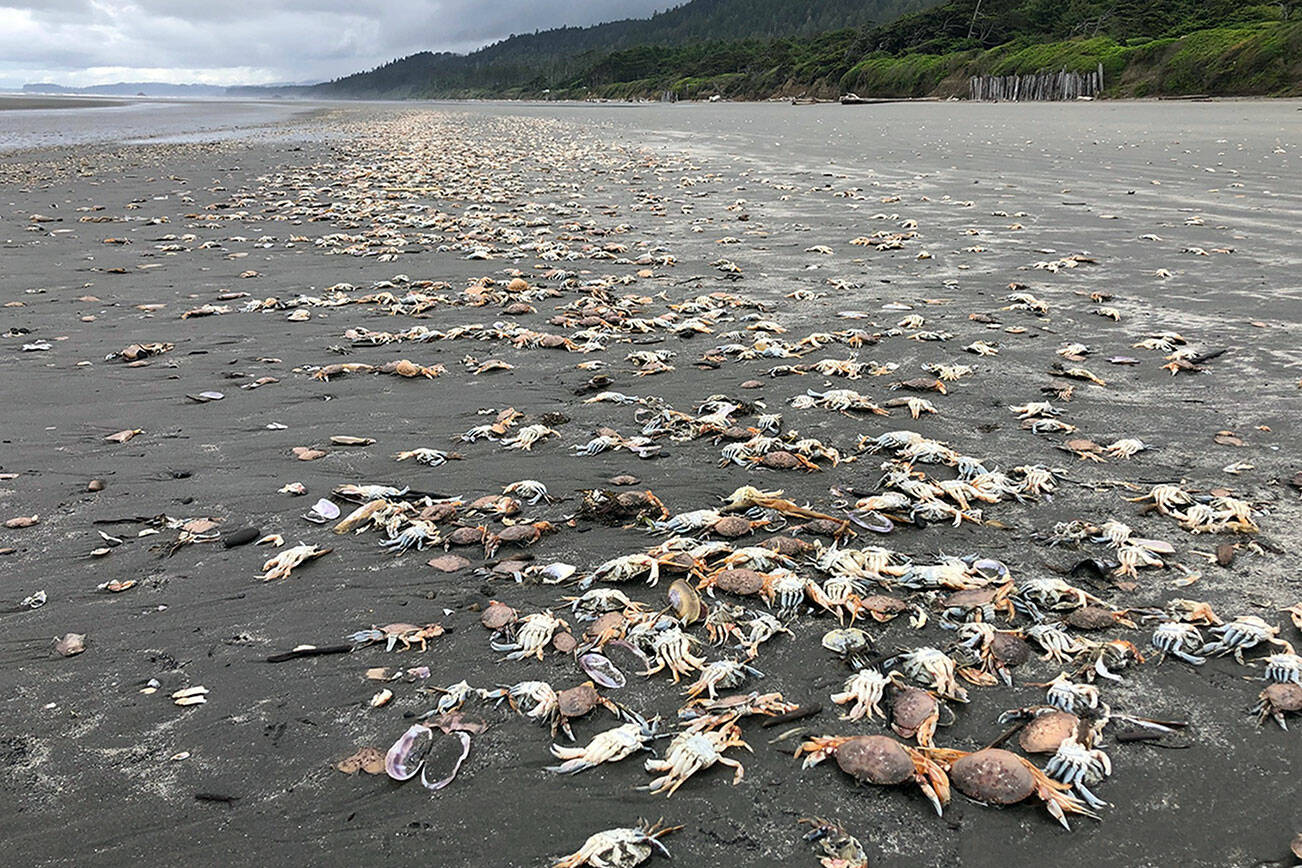 Massive die-offs of Dungeness crab have been documented off the Pacific Northwest Coast. Once dead, the aquatic crabs often wash up on beaches, such as the ones photographed on Kalaloch Beach on June 14, 2022. (Courtesy photo / Jenny Waddell, National Oceanic and Atmospheric Administration, Olympic Coast National Marine Sanctuary)