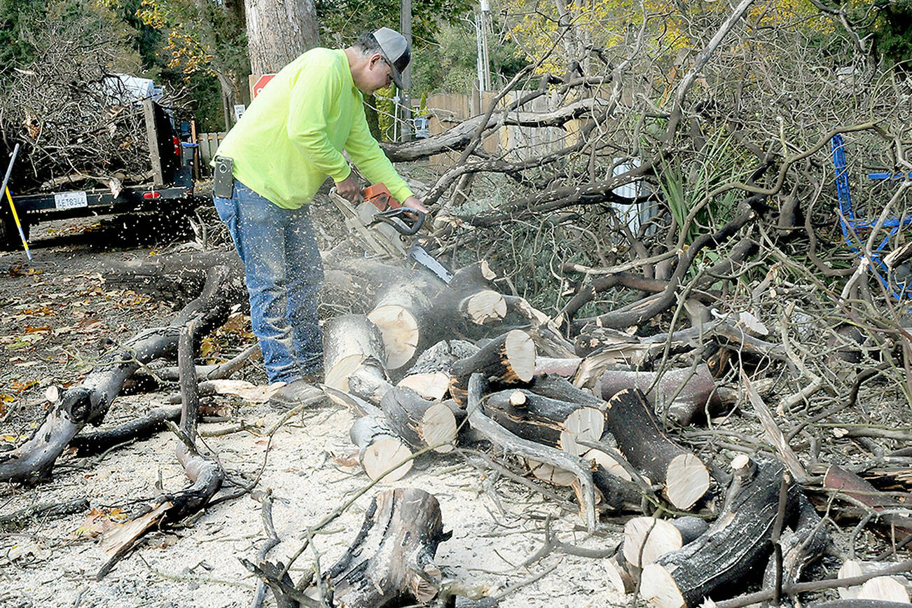 Butch Kinkade, a resort host at John Wayne Waterfront Resort in Sequim, cuts up a large tree limb that crashed to the ground during Friday night’s windstorm. (Keith Thorpe/Peninsula Daily News)