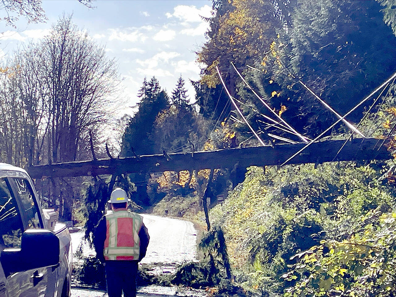 A 100-foot-tall Douglas fir that fell during the storm resulted in power outages for Jefferson County Public Utility District customers served by substations in Chimacum and Port Ludlow. (Will O’Donnell/Jefferson Public Utility District)