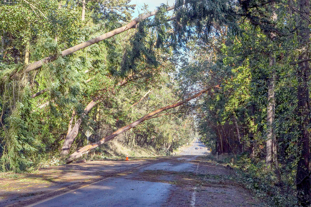 A portion of state Highway 20 in Port Townsend was closed on Saturday due to strong winds overnight Friday, blowing down trees to rest on communication lines owned by CenturyLink. (Steve Mullensky/for Peninsula Daily News)