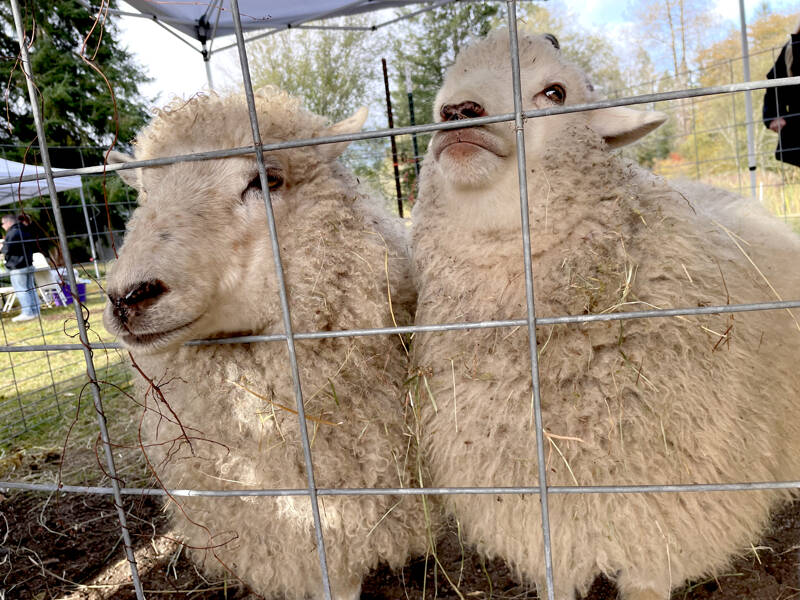 The Quilcene Fiber Festival held Saturday at Worthington Park featured demonstrations on many aspects of wool production, including shearing as these two sheep would find out. (Paula Hunt/Peninsula Daily News)