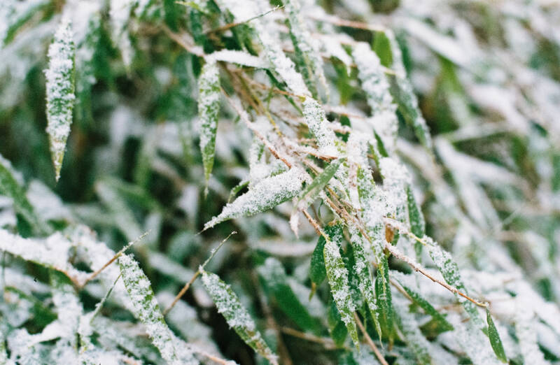 Snow and ice can damage your plants. After you clear debris, check for damage and prune below it to keep plants healthy. (Markus Spiske via Unsplash)