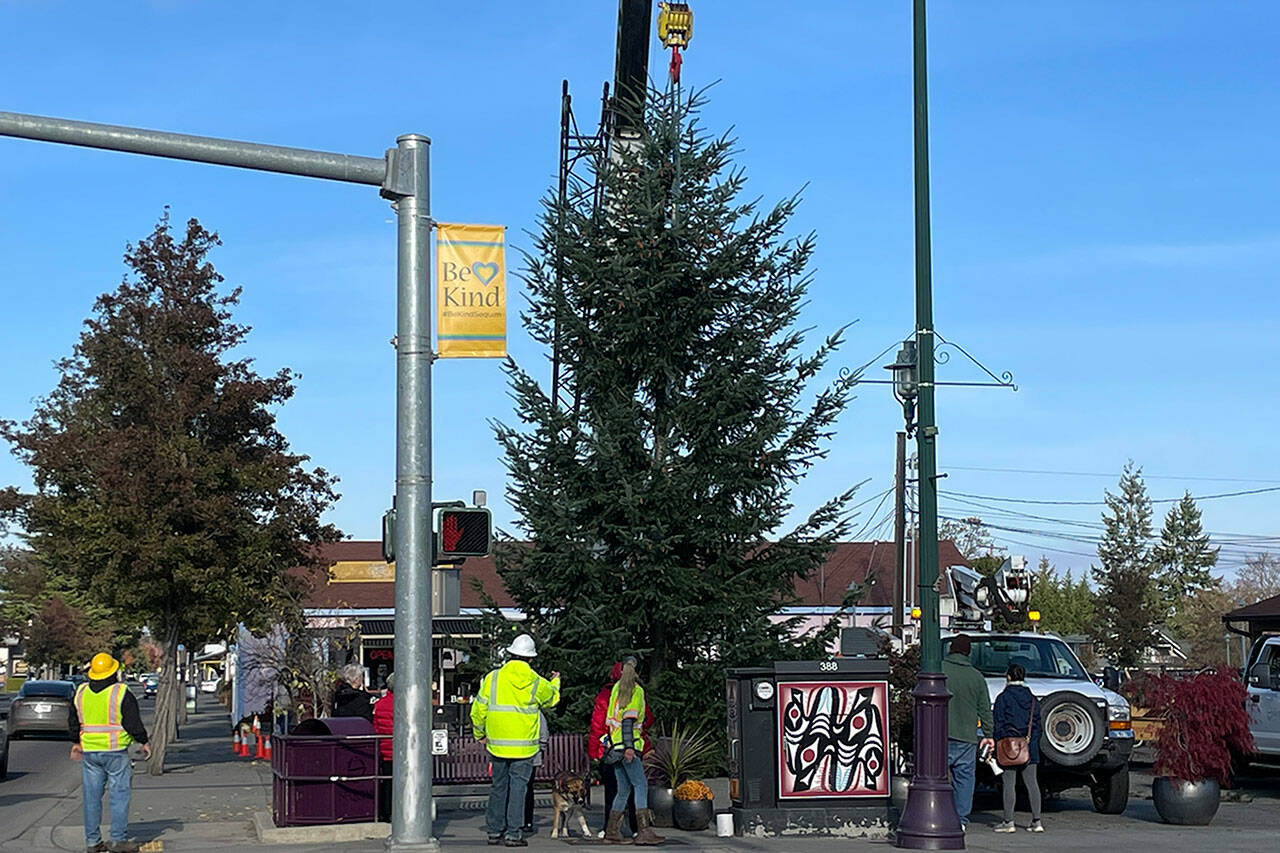 Matthew Nash/ Olympic Peninsula News Group
The newest downtown Sequim Christmas tree was moved from a yard a few blocks away on Tuesday. It was decorated for the holidays by volunteers and its lights go live at 4:30 p.m. Saturday, Nov. 26.