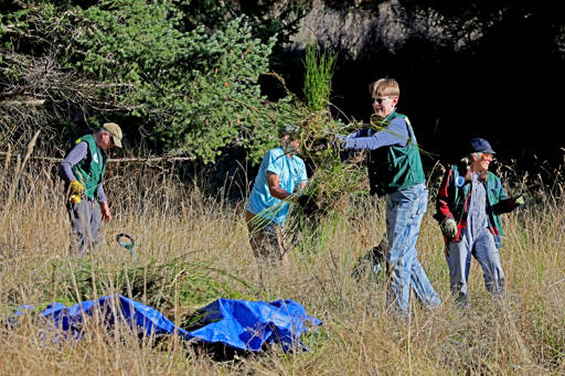 Friends of Fort Worden volunteers work on habitat restoration.