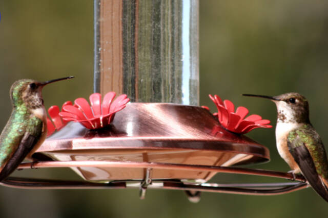 Photo by Dow Lambert / Shirley Anderson and Ken Wiersema lead the next Backyard Birding series, hosted by the Olympic Peninsula Audubon Society, on Saturday. Pictured here are Roufus hummingbirds on a feeder.