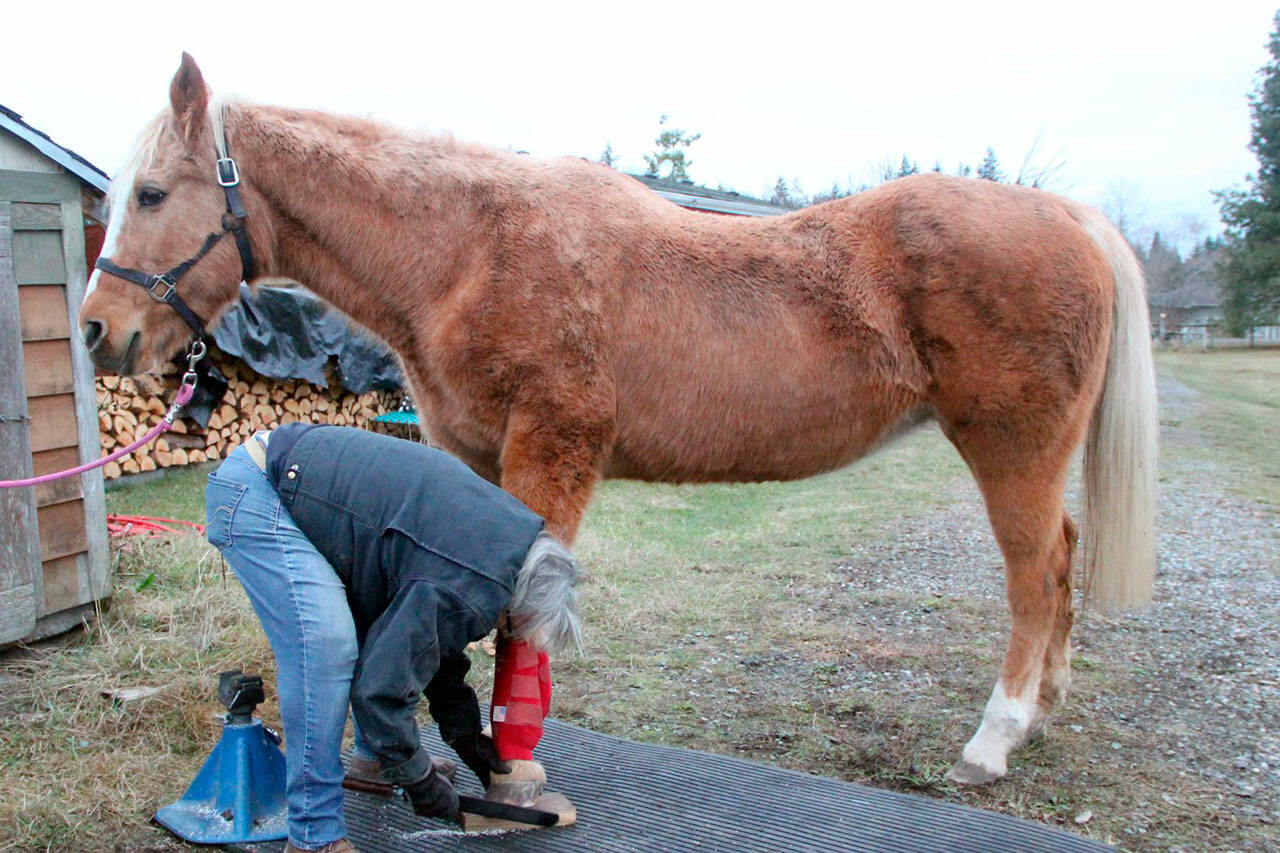It’s common for horses in advanced stages of osteoarthritis to refuse to allow a hoof to be lifted off the ground due to high pain it causes. A farrier on YouTube recommends using a 2-by-6-inch board to stand the hoof on, with a side overhanging the edge, which allows enough room to slide a file under to rasp off excess hoof. Lacey would only stand on the board a few seconds at a time, finding it more comfortable to have her leg lifted up and stretched forward to rest on the hoof stand so the undercarriage could be worked on. (Karen Griffiths/For Peninsula Daily News)