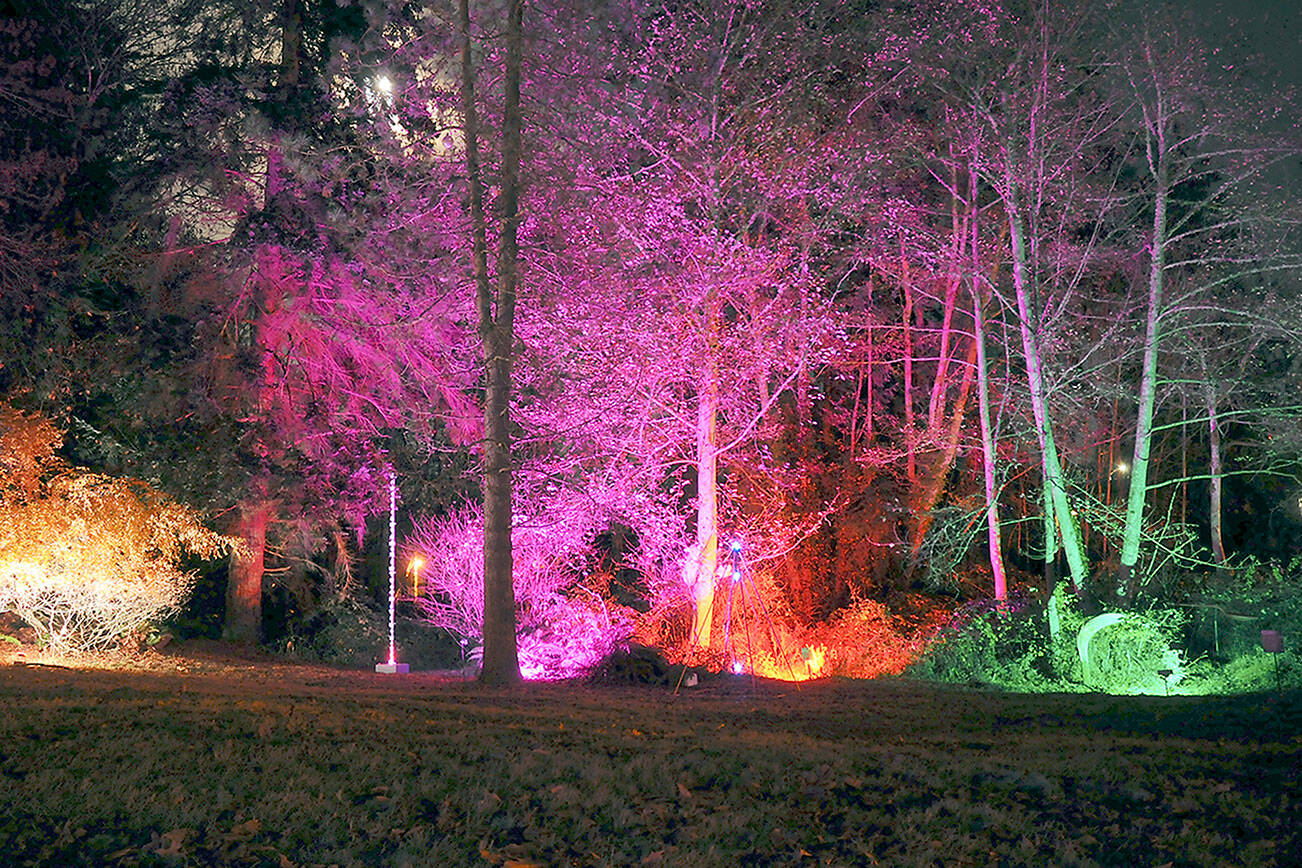 KEITH THORPE/PENINSULA DAILY NEWS
Floodlit trees and illuminated sculptures circle the meadow in Webster's Woods Sculpture Park at the Port Angeles Fine Arts Center as part of the center's seasonal Wintertide celebration.
