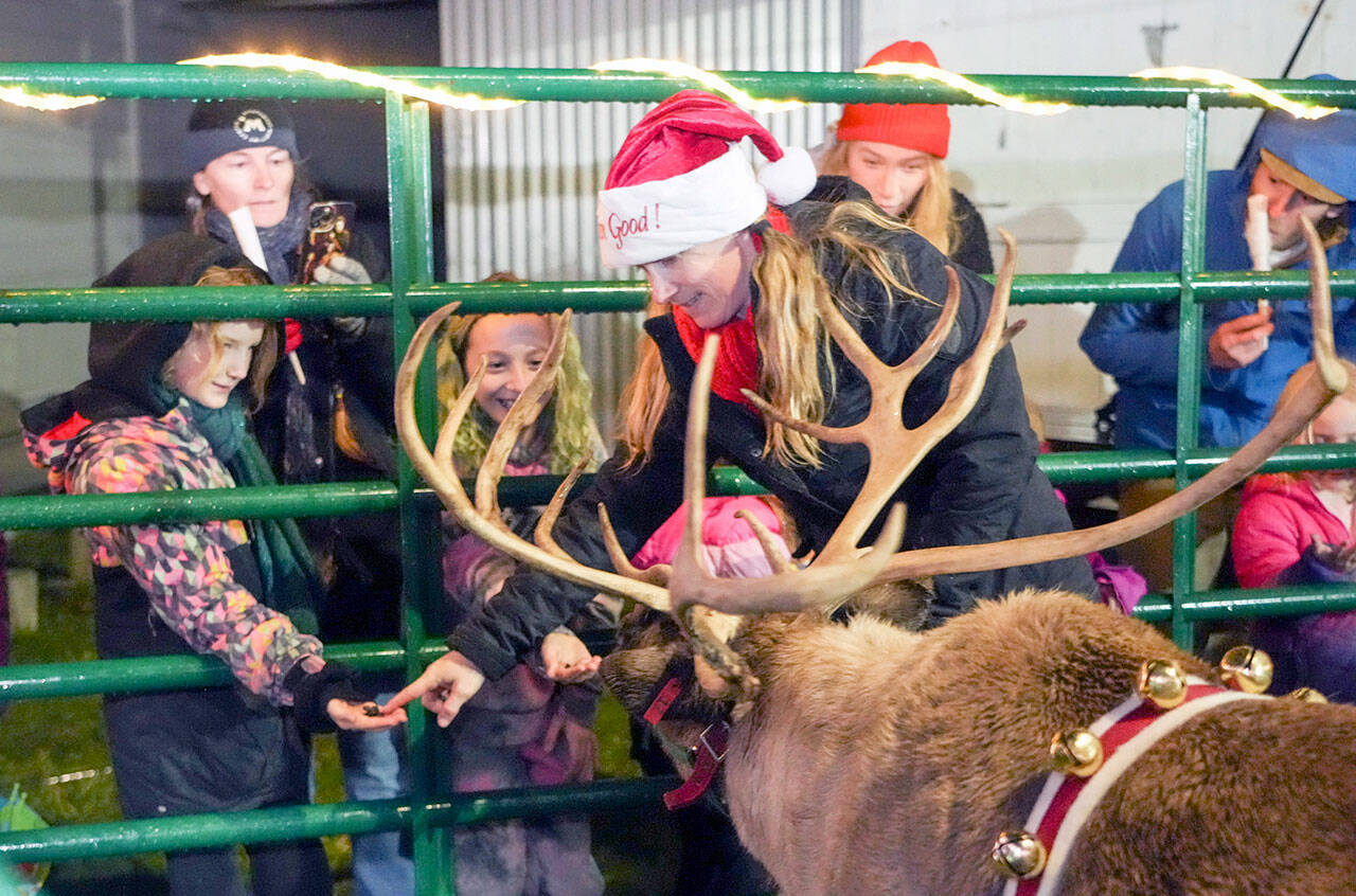 Sophia McKee, owner of Rainier Reindeer Ranch in Buckley, directs the nose of Bunny, an 8-year-old reindeer, to the raisin treat offered by a young girl during the first Magic of Christmas event that opened on Thursday night at the Jefferson County Fairgrounds, 4907 Landes St., Port Townsend. (Steve Mullensky/for Peninsula Daily News)