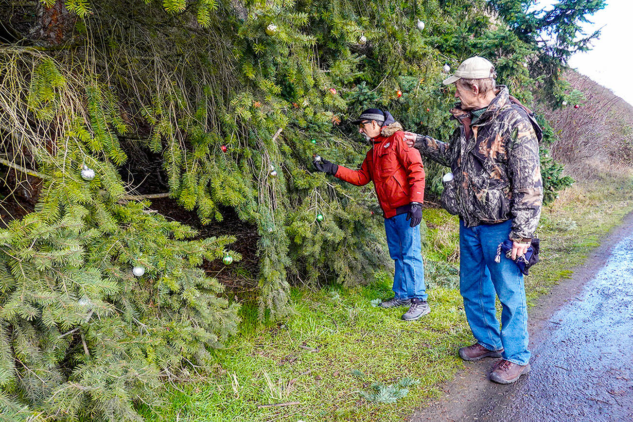 Tony Genovese, left, of Port Townsend and Dave Rojcewicz of Petersberg, Alaska, stop to admire the Christmas decorations on a fir tree along the Larry Scott Trail. (Steve Mullensky/for Peninsula Daily News)