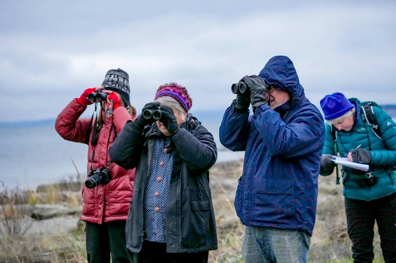 Members of the Admiralty Audubon Society, from left, Wendy Feltham, Monica Fletcher, Steve Evans and Jan North — recording what is spotted — take part in the annual Christmas bird count at Point Hudson. The team started about 7:45 a.m. and by 8:30 a.m. they had spotted and recorded more than 20 different species. An early migrating Brant was the most uncommon for this time of year. (Steve Mullensky/for Peninsula Daily News)