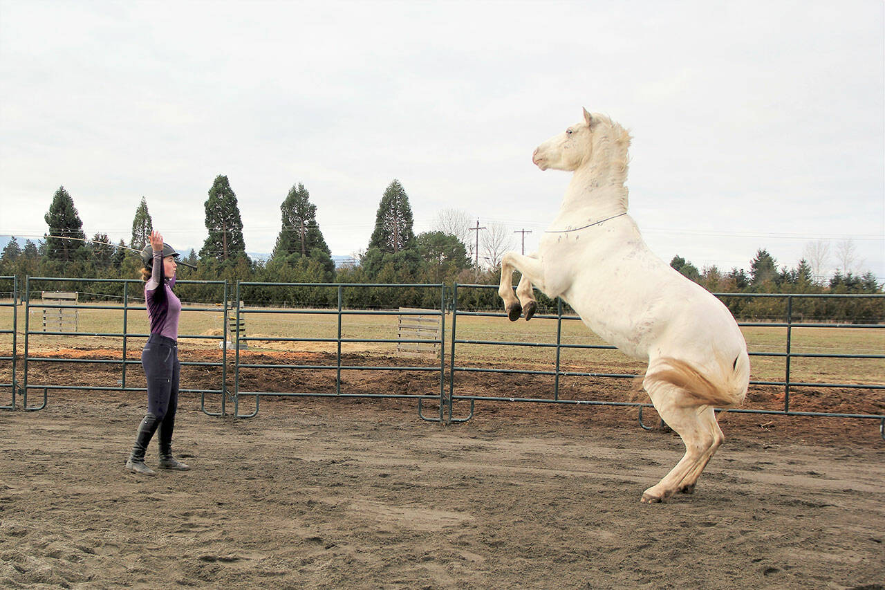 Marissa Steffen, 15, uses a Liberty training method to cue Stardust to rear up on her hind end. She started training her when she adopted the BLM Mustang at age 12. (Karen Griffiths/For Peninsula Daily News)