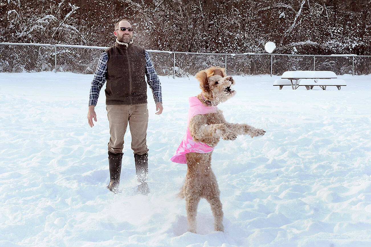 Bill Meyer of Forks watches as his golden doodle Remi chases after a tossed snowball on Wednesday at the Port Angeles dog park at Lincoln Park. Meyer said the dog loved snow and that the park was a favorite romping ground during trips to Port Angeles. (Keith Thorpe/Peninsula Daily News)