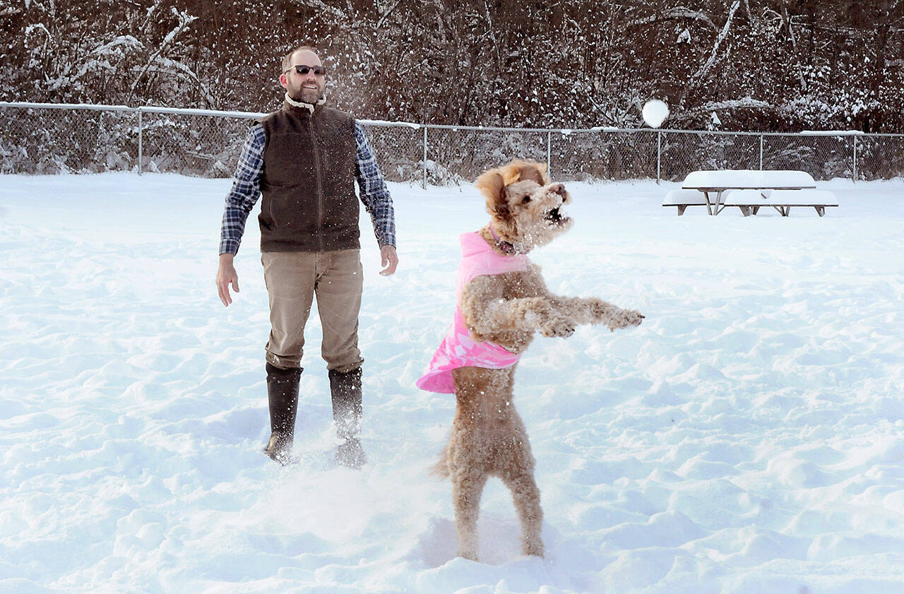 Bill Meyer of Forks watches as his golden doodle Remi chases after a tossed snowball on Wednesday at the Port Angeles dog park at Lincoln Park. Meyer said the dog loved snow and that the park was a favorite romping ground during trips to Port Angeles. (Keith Thorpe/Peninsula Daily News)