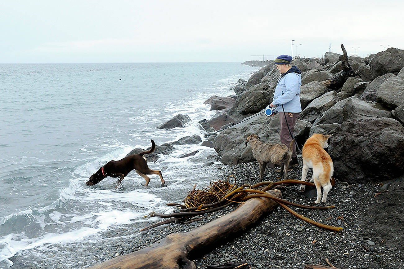 Thea Bey of Port Angeles watches as her dog, Thuja, tries to retrieve a stick from incoming waves on Ediz Hook in Port Angeles and her other dogs, Williwaw, center, and Lollie look on during Saturday’s king tide on the Strait of Juan de Fuca. The astronomical high tide in Port Angeles on Saturday was 8.98 feet, prompting coastal flood advisories for most shorelines in Northwest Washington. The highest king tide on the North Olympic Peninsula was a predicted 10.9 feet Friday and Saturday at La Push. Port Townsend’s highest tide was on Christmas Day with an estimated 9.9 feet. High tides at Dungeness were 8.8 feet throughout the holiday weekend and including today. King tides will be seen again on the Peninsula beginning Jan. 21. (Keith Thorpe/Peninsula Daily News)