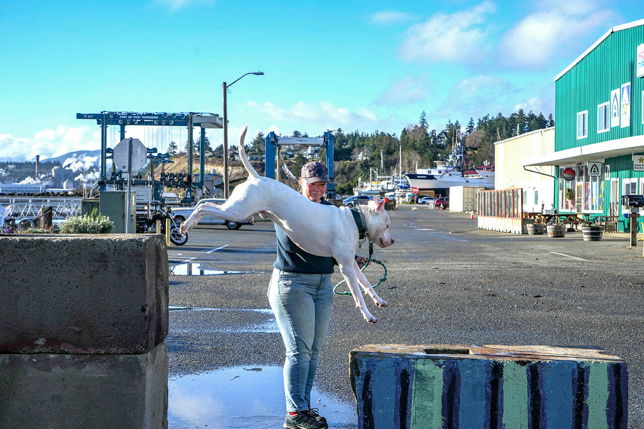 Natalie Calcote of Port Townsend exercises her dog, Davy Jones, by jumping over concrete barriers used to close off Washington Street, the main road through the Port Townsend Boat Haven Marina, which remained closed on Wednesday after severe flooding by the high tide and tidal surge on Tuesday. The drains were full and it was unknown what the effect of the anticipated 9.5-foot high tide at 9:44 a.m. today would be on road conditions. The road may be re-opened this afternoon during the falling tide. (Steve Mullensky/for Peninsula Daily News)