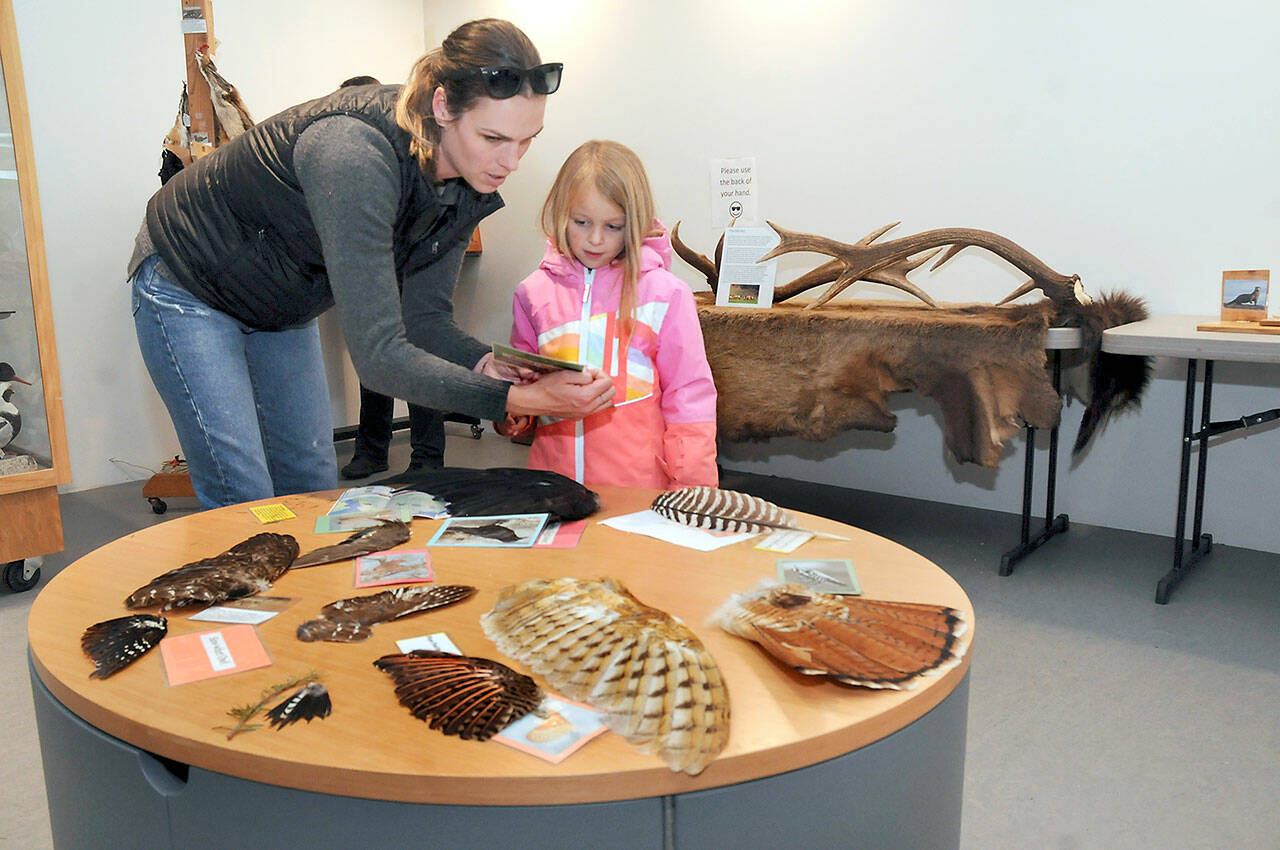 Rebecca Burdick of Novato, Calif., examines a display of bird wings with her daughter, Ava Burdick, 5, at the Dungeness Nature Center at Railroad Bridge Park in Sequim. The newly opened nature center has moved its bird displays from the former Dungeness River Audubon Center on the same site and has plans for additional educational displays to teach about the flora and fauna of the Dungeness Valley. (Keith Thorpe/Peninsula Daily News)