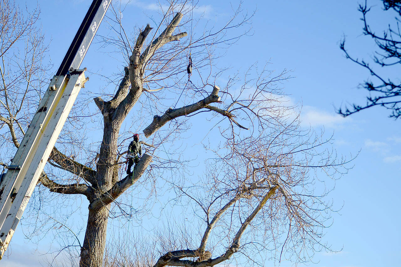 Treetop trim | Peninsula Daily News