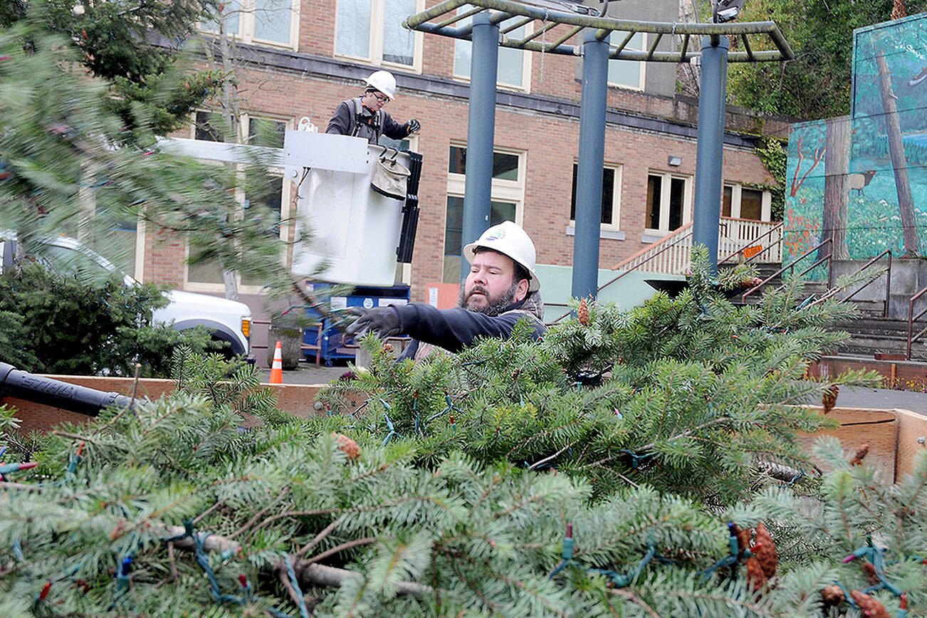 Port Angeles Parks & Recreation employee Brian Flores tosses a cut tree branch into the back of a truck for removal as coworker Elijah Hammel works in a lift bucket while the downtown Christmas tree at the Conrad Dyar Memoral Fountain is dismantled on Wednesday. Branches from the tree and the lights that entangled them were to be disposed of and the main trunk donated for firewood. (Keith Thorpe/Peninsula Daily News)