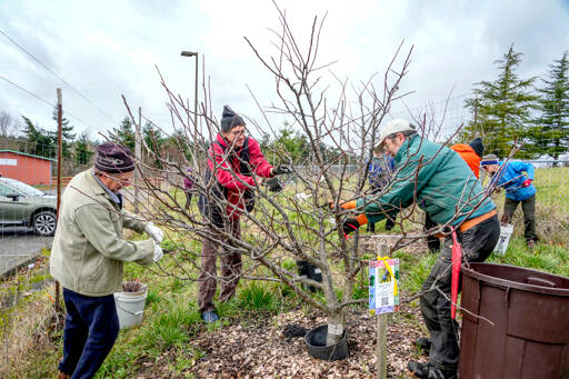 Trimming an Italian plum, gleaners Scott Swantner, left, Seth Rolland and Tim Lawson devote their Sunday to trimming and pruning the Blue Heron orchard at Blue Heron Middle School in Port Townsend, to promote growth and health of the fruit trees, some of which were planted in 2010. The fruit goes to the school and is available to students. (Steve Mullensky/for Peninsula Daily News)