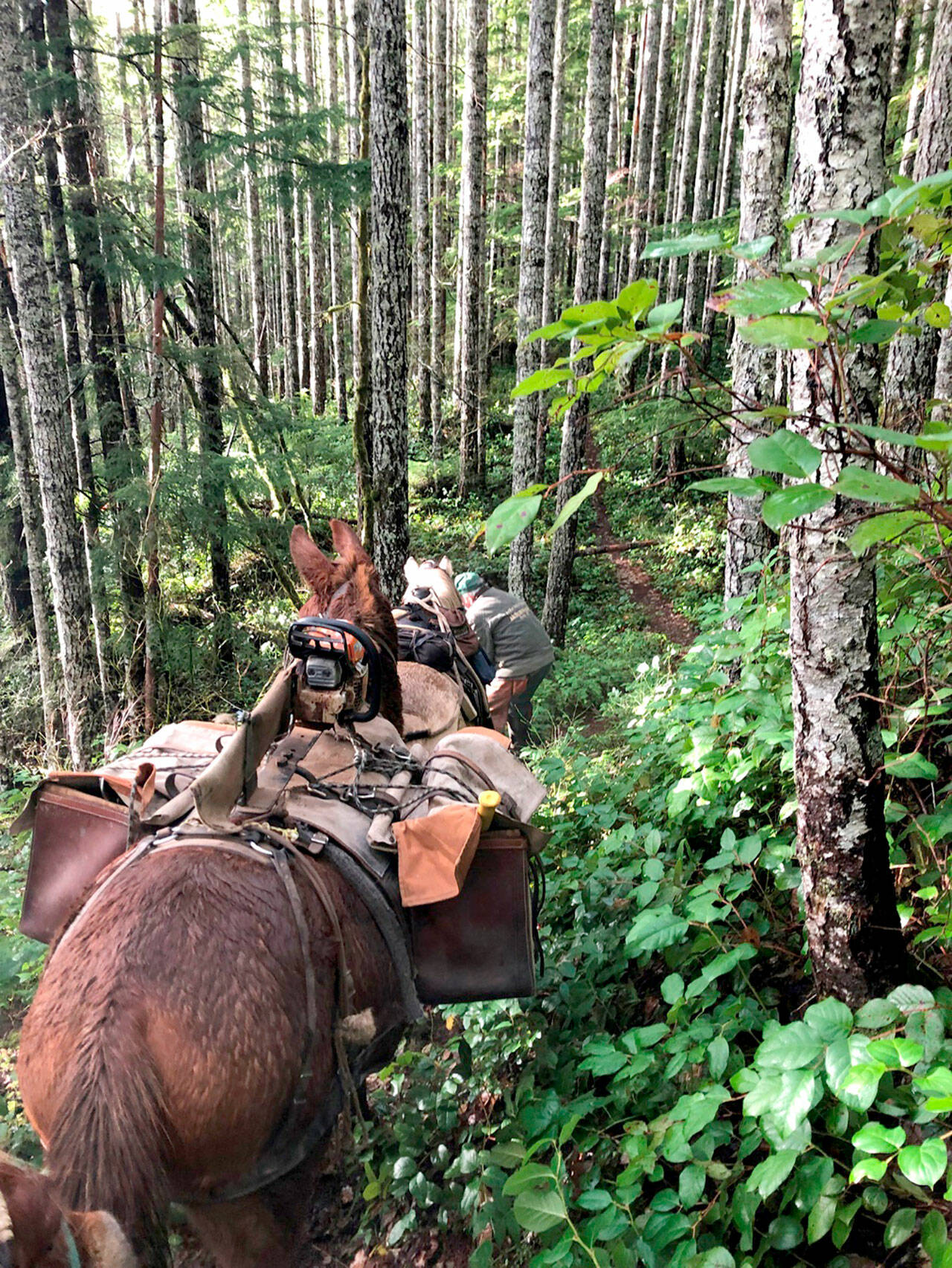 Larry Baysinger dismounts his horse Scout to clear fallen tree branches off a trail in Mt. Mueller. Davidson, his mules, is fitted with a pack saddle designed to carry his chainsaw on top, an axe (the yellow axe handle is seen sticking out of the pack box) and other tools, and even two small chairs he and his wife to sit on when taking a break. (Photo by Sherry Baysinger)