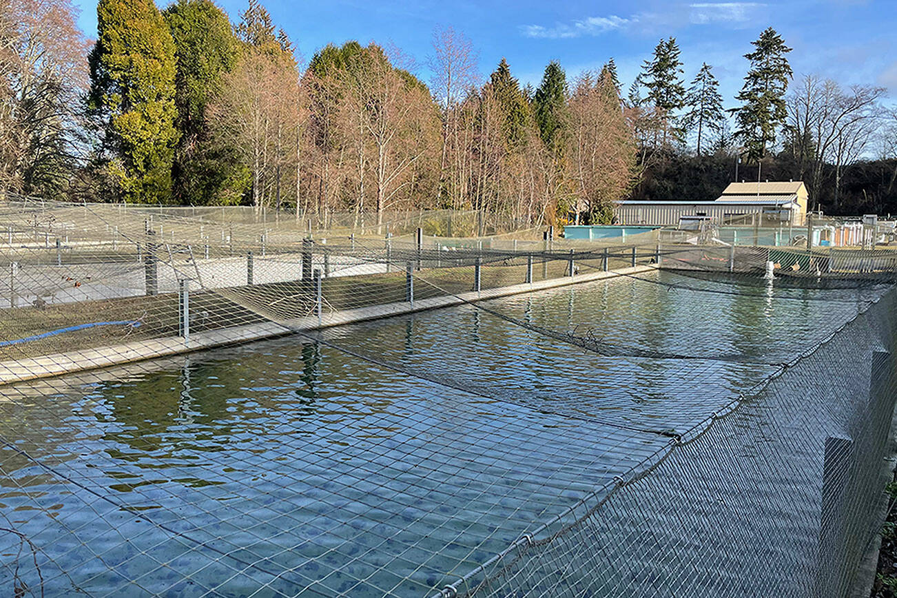 Matthew Nash/Olympic Peninsula News Group 

As part of the construction plan to build and move a new Hurd Creek Hatchery, crews will remove and fill in a large fish pond. Demolition must wait for the new, nearby facility to be complete, according to state documents.