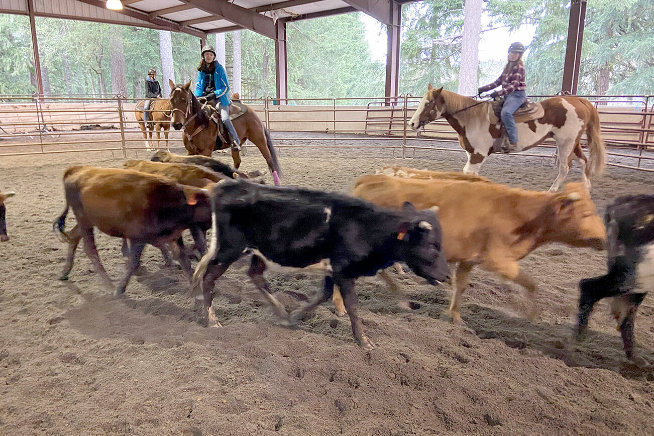 Submitted photo

Cutline: Sequim’s WAHSET Cattle sorting team of Katelynn Sharp, left, and Riley Smith at a recent practice in Port Orchard