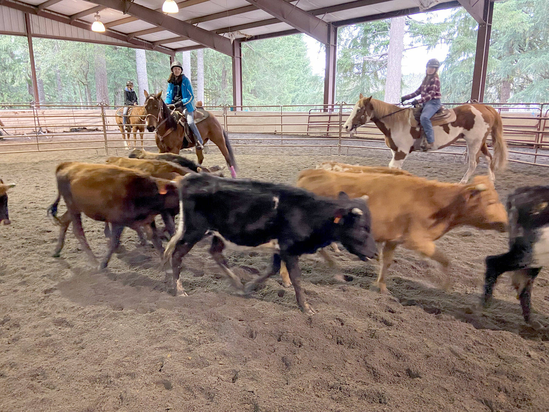 Sequim’s WAHSET Cattle sorting team of Katelynn Sharp, left, and Riley Smith at a recent practice in Port Orchard.