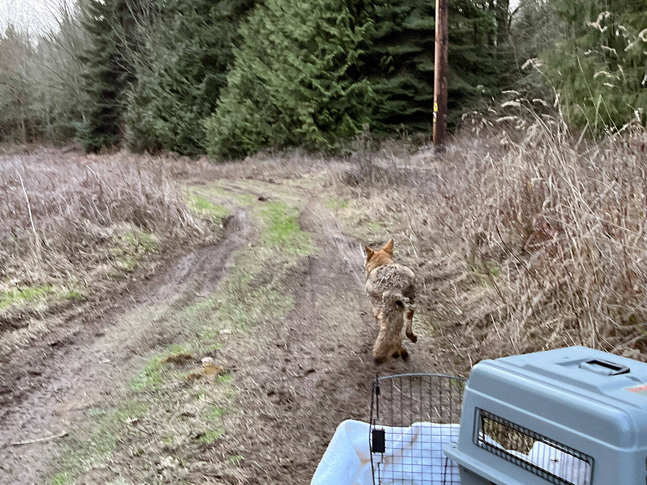 A coyote treated by Center Valley Animal Rescue after the animal injured itself at Jefferson Healthcare is released into the wild. (Center Valley Animal Rescue)